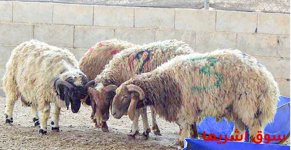 خروف للبيع